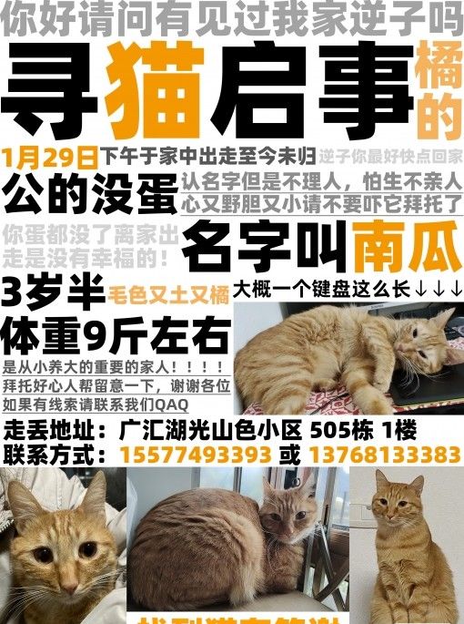 中华田园猫橘猫微胖_寻宠信息